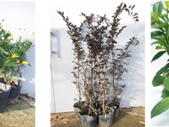 TPHCM: Phát triển các giống hoa mới 